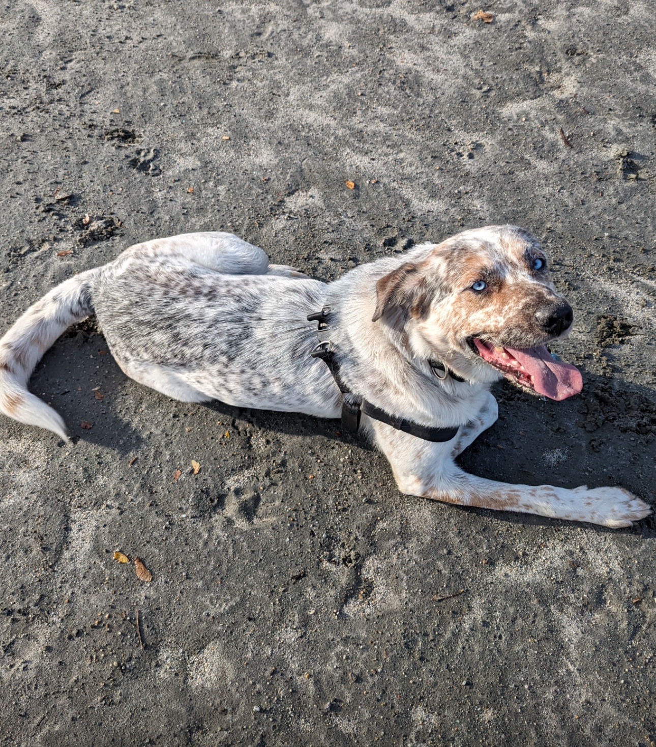 Azure relaxing on a Juneau beach