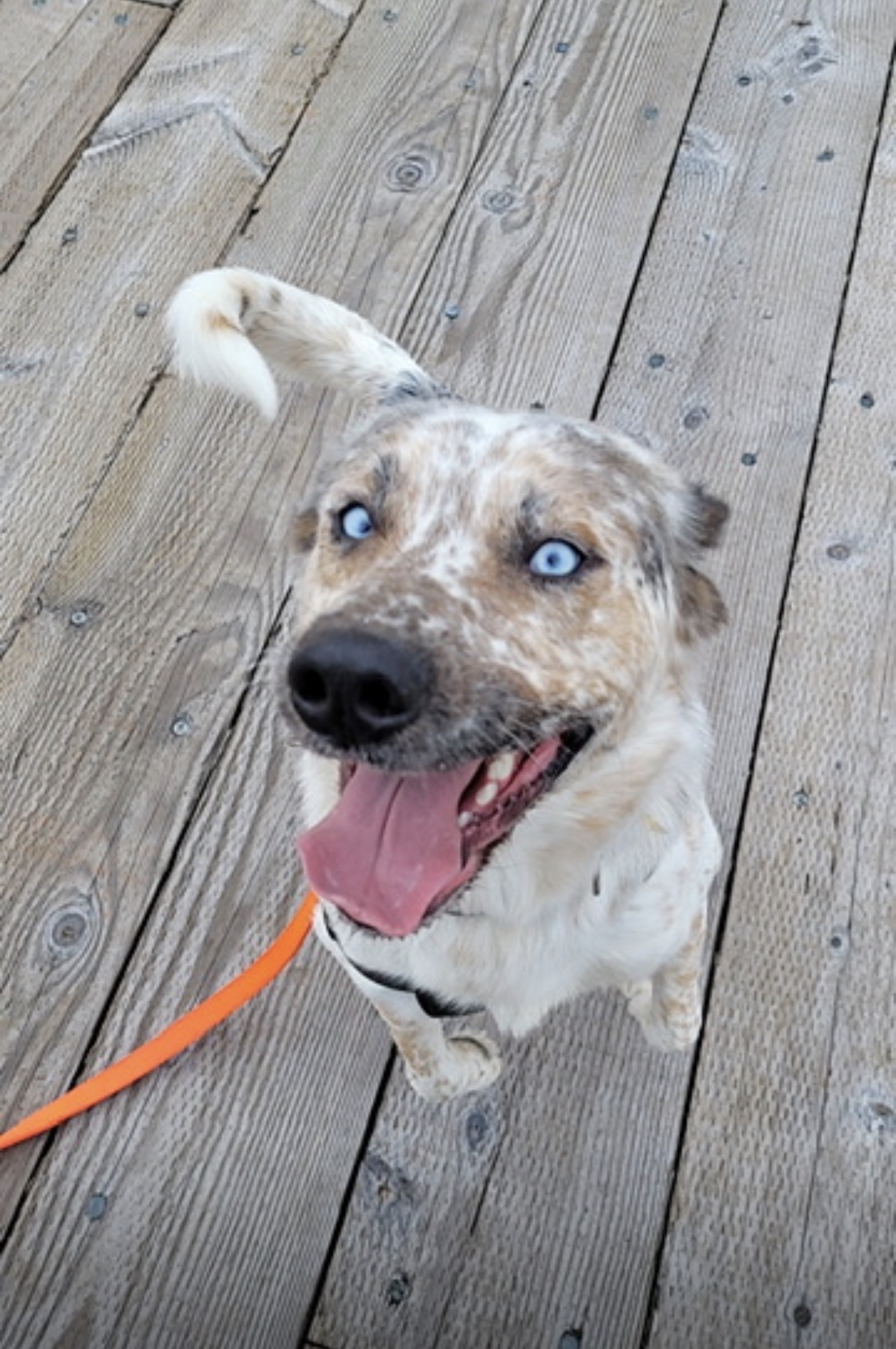 Azure, Aaron's five-year-old dog, smiling on a wooden deck