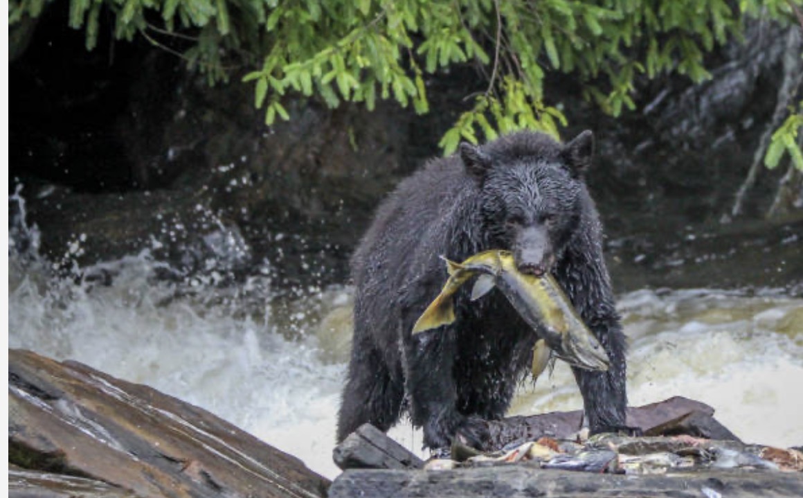 Black bear carrying salmon