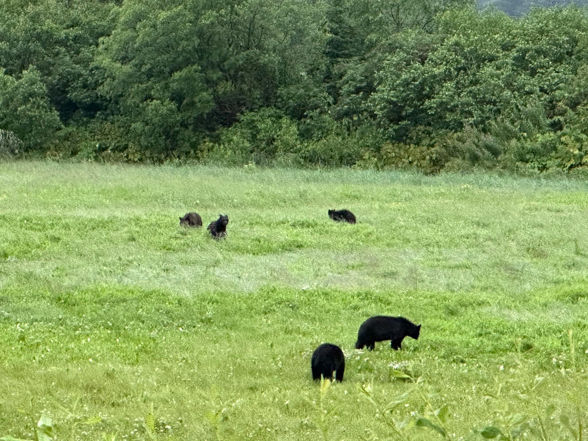 Black bears in meadow