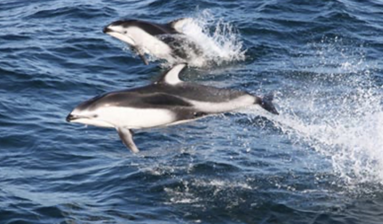 Dolphins
