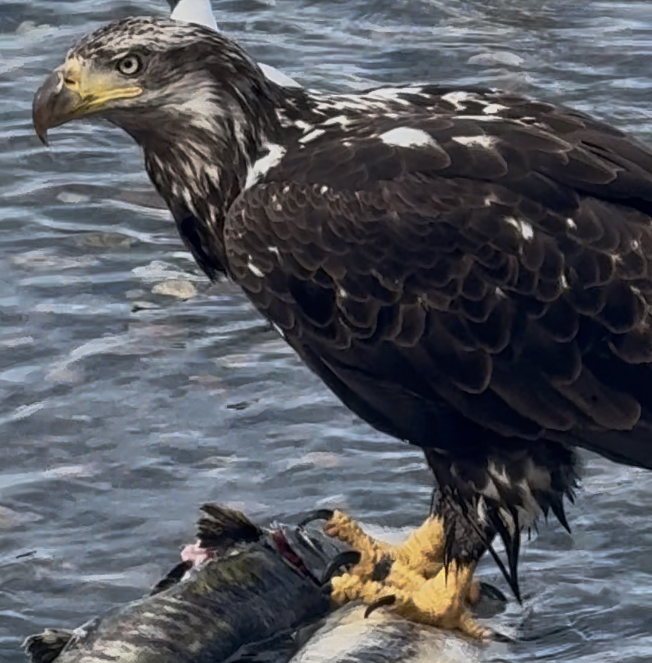 Juvenile eagle feeding on salmon