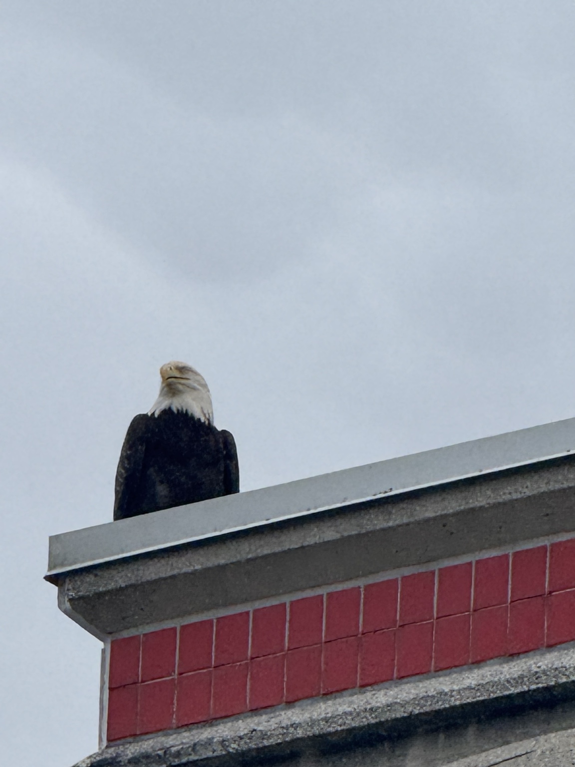 Adult bald eagle perched