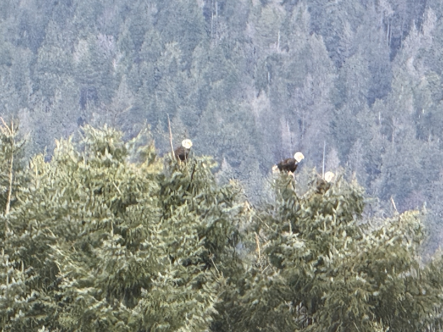Several bald eagles in trees