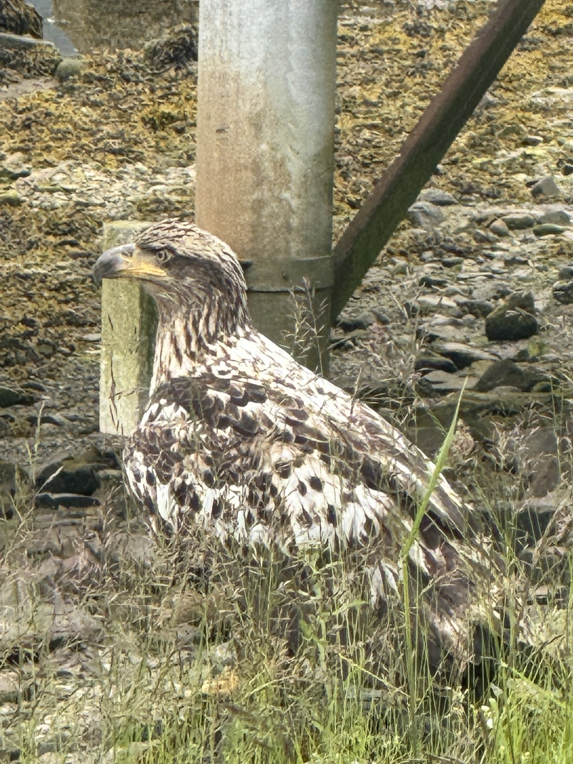 Juvenile bald eagle