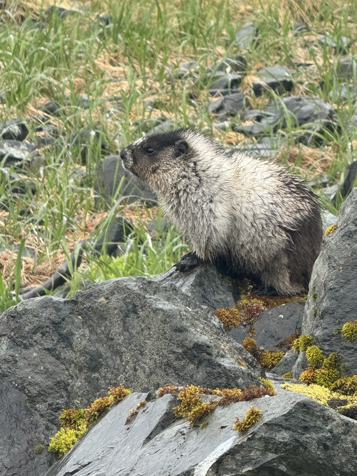 Marmot on rocks