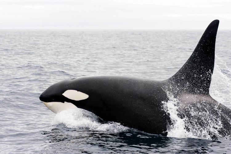 Killer whale in Alaska