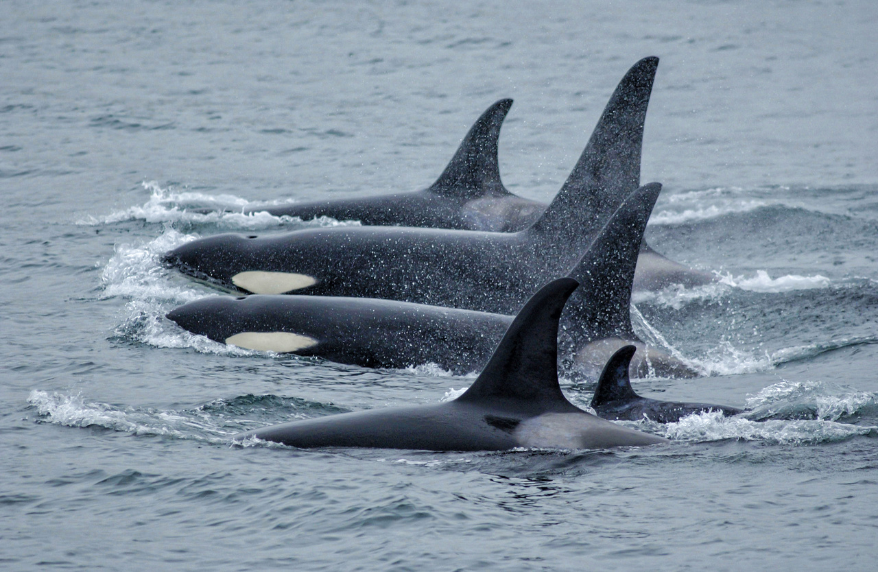 Killer whale pod in Alaska