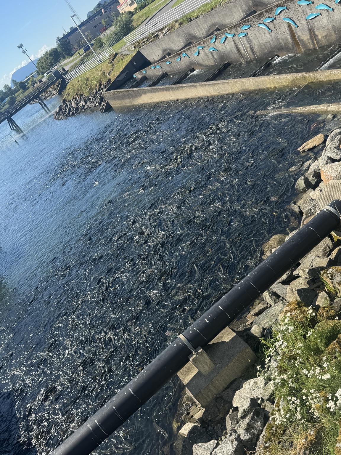 Large numbers of salmon near a Juneau hatchery fish ladder.
