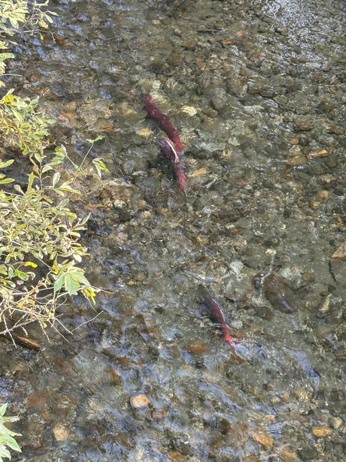 Red spawning salmon in a clear Juneau stream.