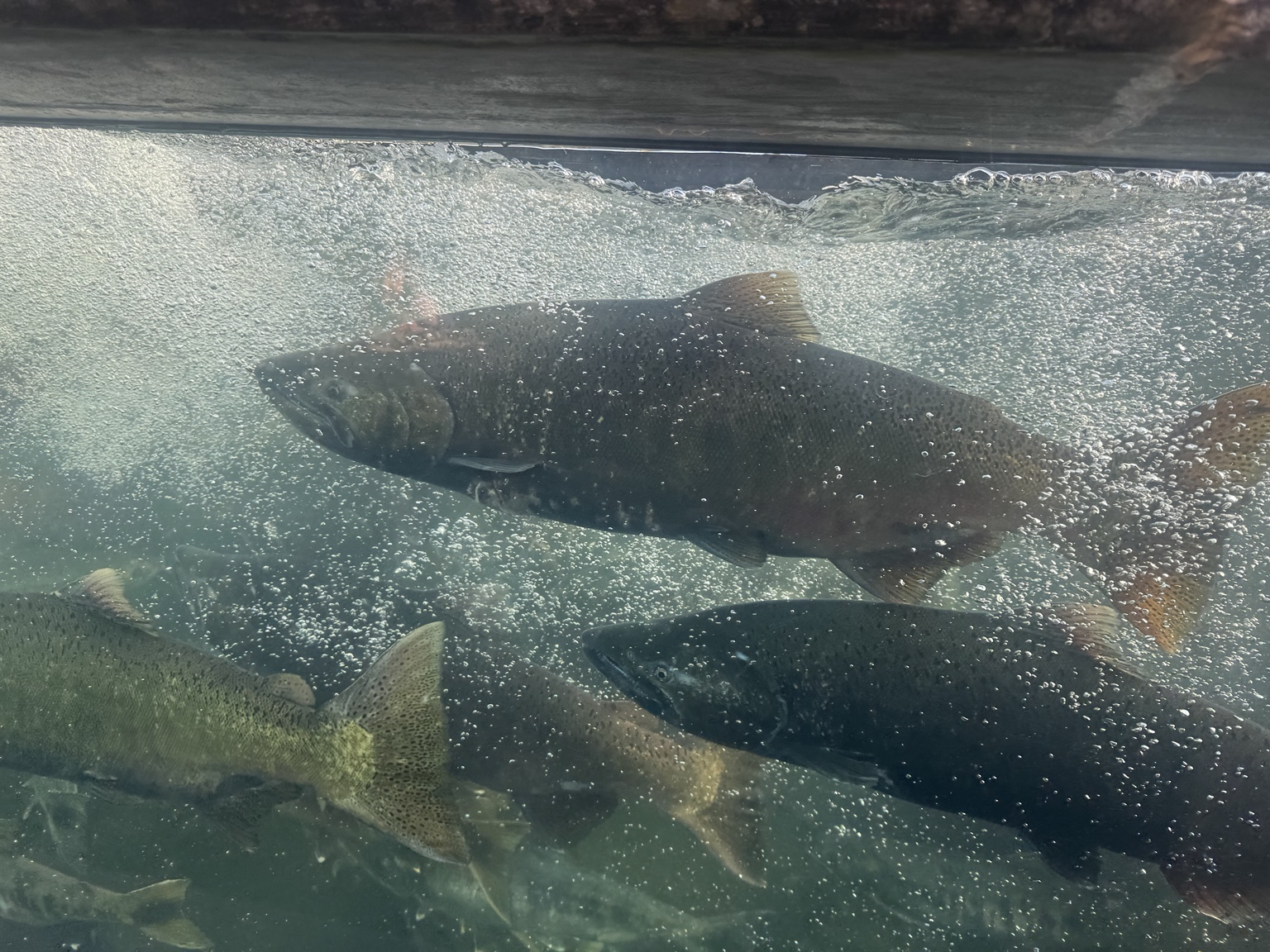 Pacific salmon underwater