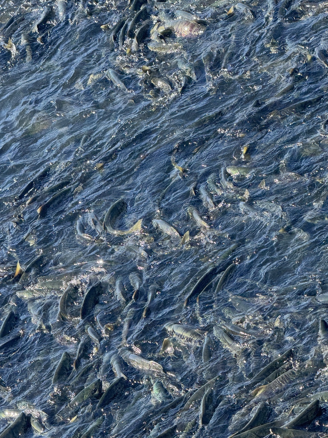 Pacific salmon in moving water