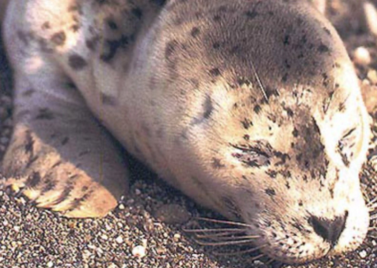 Harbor seal resting
