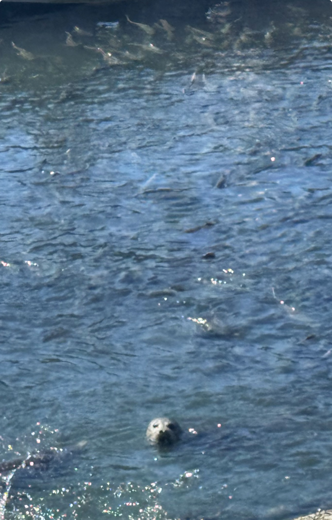 Harbor seal swimming