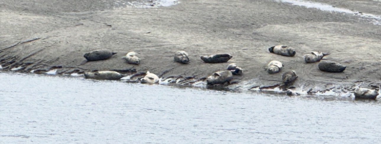 Harbor seals on sandbar