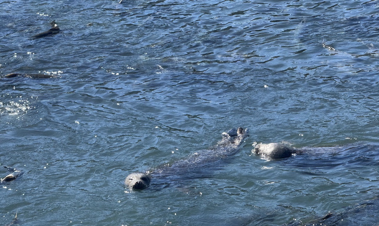Harbor seals swimming
