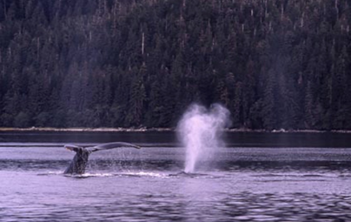Whale blow