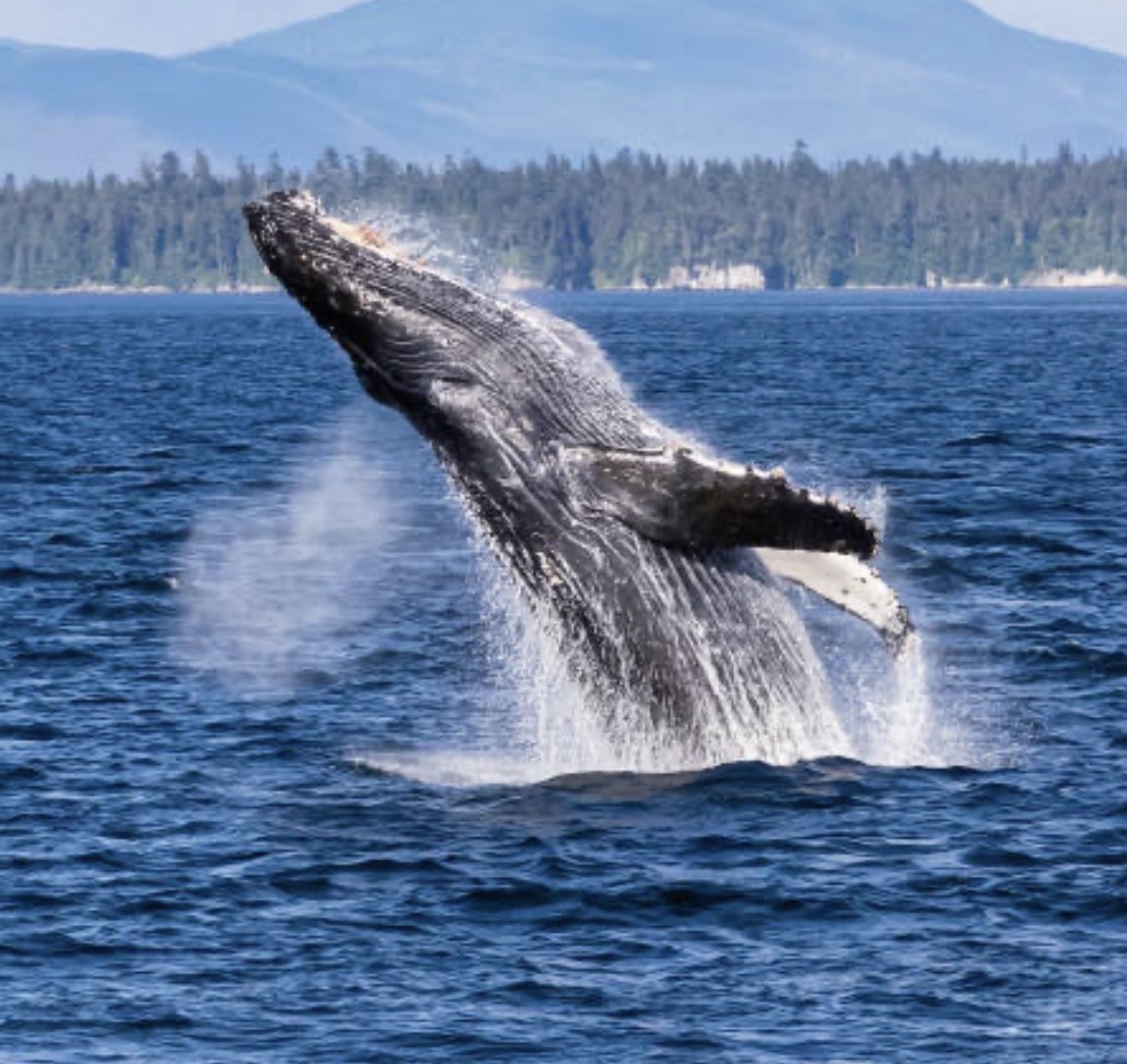 Humpback whale breaching