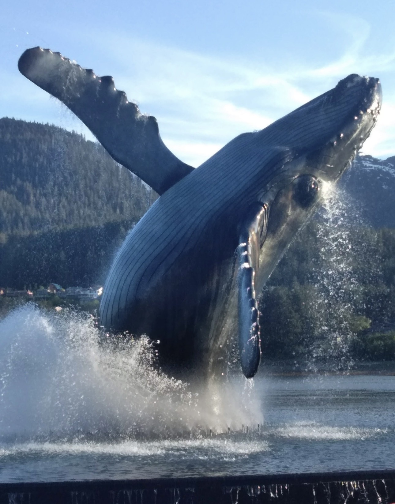 Tahku, Juneau’s life-size humpback whale sculpture