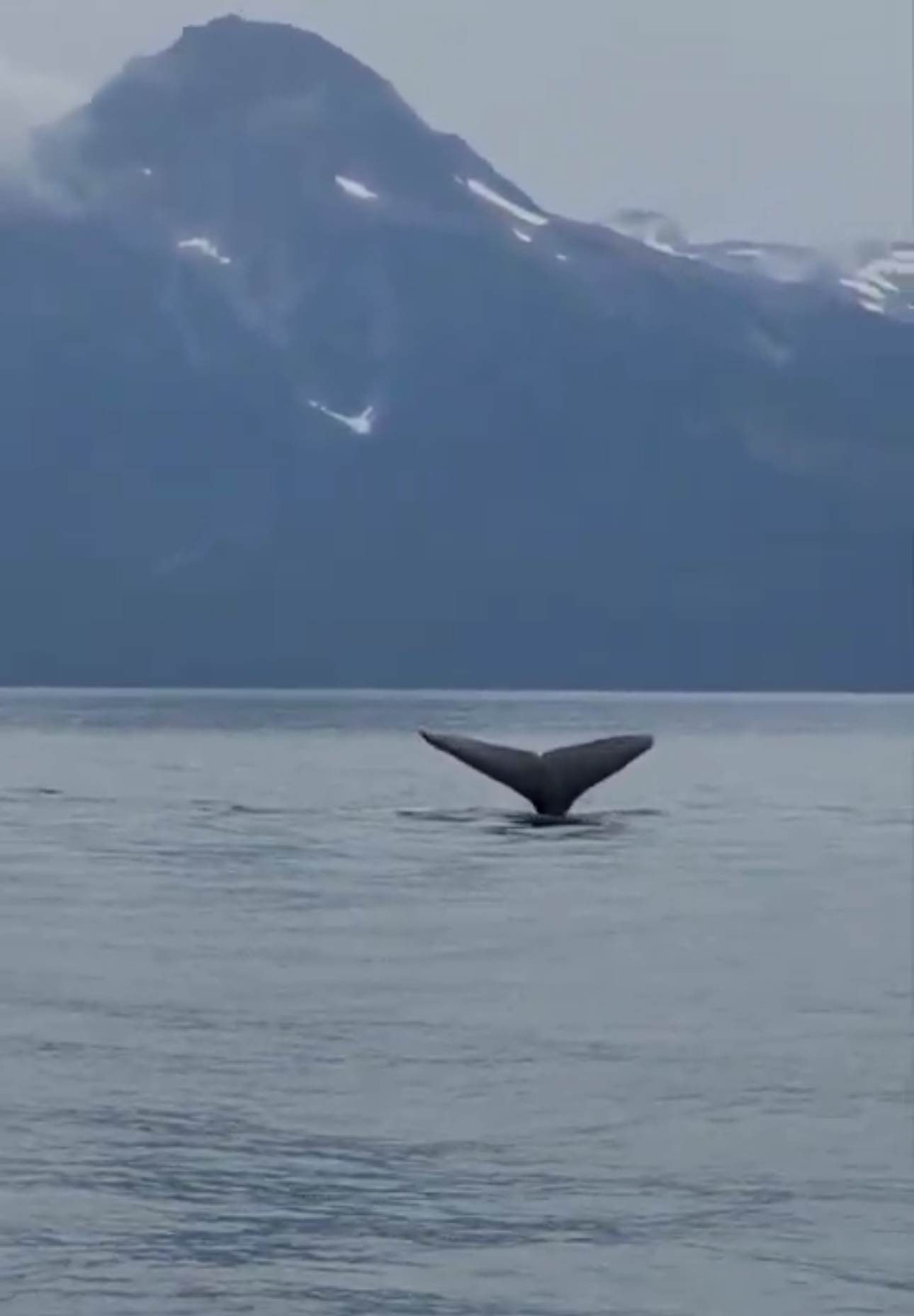 Humpback whale tail in Juneau